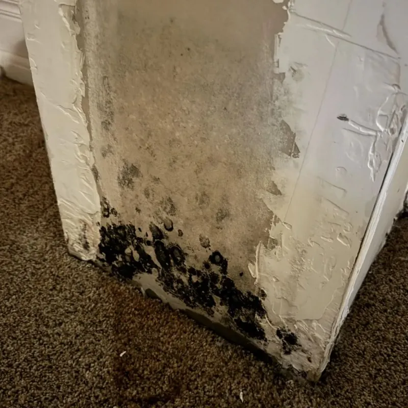 Professional Mold Removal in Fairdale, PA